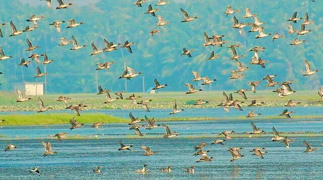 Northern Pintail flock by Shino jacob koottanad is licensed under CC-SA 4.0